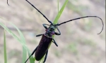 Beetle woodcusum