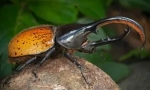 Beetle hercules: popis a životný štýl