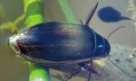 Beetle floone: popis a životný štýl