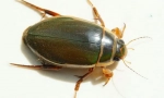 Beetle-verzia