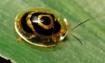 Beetle - golden turtle