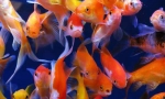 Goldfish (carassius auratus)