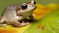 10 Absolútne nesprávne fakty o zvieratách