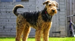 10 Anglických plemien psov