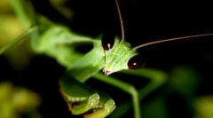 10 Fotografií miloidu hmyzu