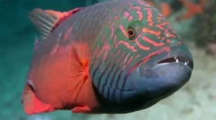 10 Zaujímavých spôsobov, ktorými zvieratá používajú rôzne predmety