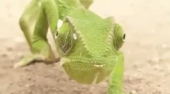 10 Jasných faktov o chameleon