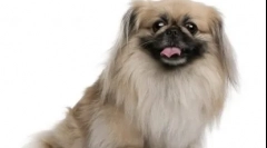 10 Čínskych plemien psov