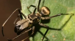 10 Neuveriteľne klamlivé alebo podivné príklady zvierat mimicky