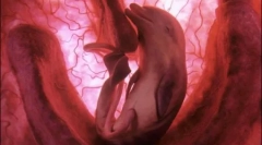 10 Neuveriteľných fotografií zvierat v lone matky