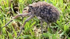 10 Neuveriteľných prípadov pašovania zvierat