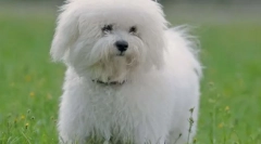 10 Plemien psov pre lenivcov