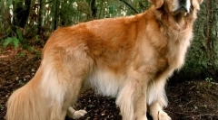 10 Plemien psov, ktorí zbožňujú deti a nikdy ich neublížia