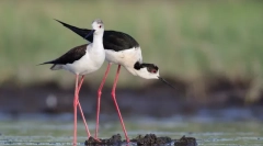 10 Vtákov s najdlhšími nohami