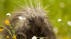 10 Najviac pichľavých zvierat na planéte