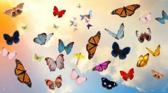 10 Najkrajších motýľov