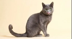 10 Väčšina milujúci plemená mačiek s fotografiami