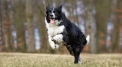 10 Najviac poslušných plemien psov: rozumejú vám s polovicou