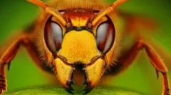 10 Najhorší a hmyz