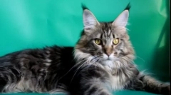 10 Najchytrejší plemená mačky