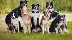 10 Najchytrejších plemien psov