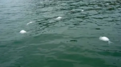 10 Prípadov tajomných hmotnostných úmrtí zvierat