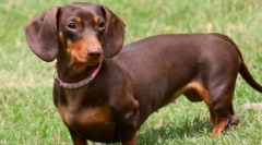 10 Psov s krátkymi nohami: či sú neškodné cuties, pretože sa zdá smerom von