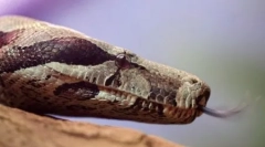 10 Podivné fakty o plazách