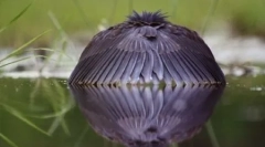 10 Podivné metódy lovu vtákov a výživy