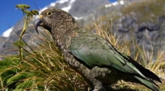 10 Podivných prípadov neuveriteľného vývoja zvierat