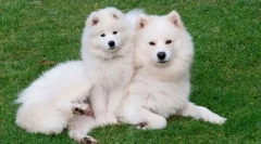 10 Zvierat, ktoré majú úžasnú vlnu