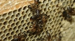 10 Zvierat, ktoré sa množia imomerujúcou koncepciou