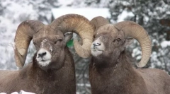 10 Zvierat, ktoré sa nachádzajú homosexualita