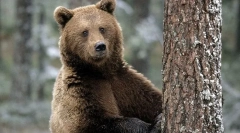 11 Faktov o medveďoch, o ktorých nikto nepovedal v detstve