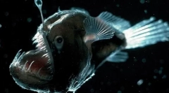 11 Najzákladnejších živých bytostí, ktoré žijú v deň mariany depresie