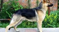 12 Najlacnejšie plemená psov