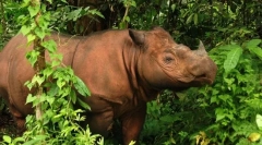 12 Najobľúbenejších zvierat, ktoré žijú v dažďovom pralese