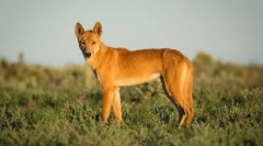 15 Najnáročnejších stvorení žijúcich v austrálii