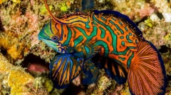 17 Najkrajšie akvárium ryby