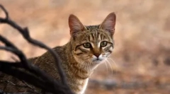 20 Zaujímavých faktov o mačkách