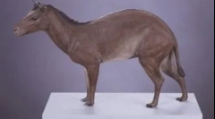 20 Zaujímavých faktov o konách