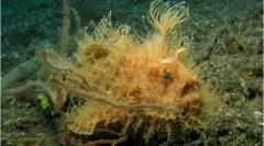 20 Podivných zvierat z celého sveta