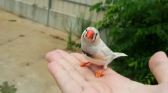 3 Najlepšia hydina pre dieťa