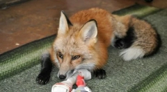 5 Divoké zvieratá, ktoré sú stále doma