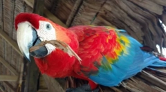5 Zaujímavé fakty o papagájoch ara