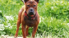 5 Nezvyčajných plemien psov z číny, ktoré aktívne získavajú popularitu