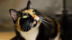 5 Šokujúce experimenty na zvieratách