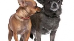 6 Zaujímavé fakty o chihuahua