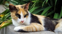 6 Zaujímavé fakty o tricolorových mačkách