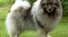 6 Zaujímavé a zábavné fakty o spitzhah